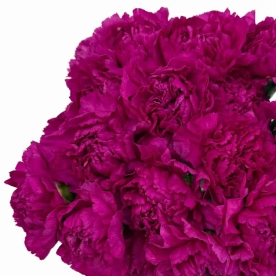 Karafiát ST TIEPOLO FUCSIA