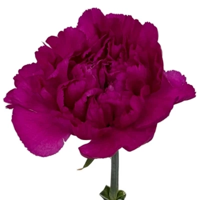 Karafiát ST TIEPOLO FUCSIA 65cm