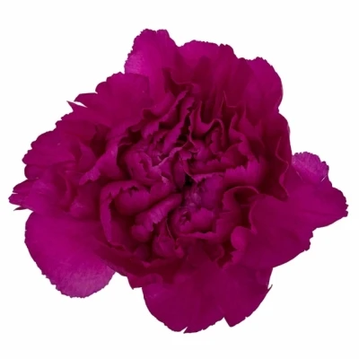 Karafiát ST TIEPOLO FUCSIA