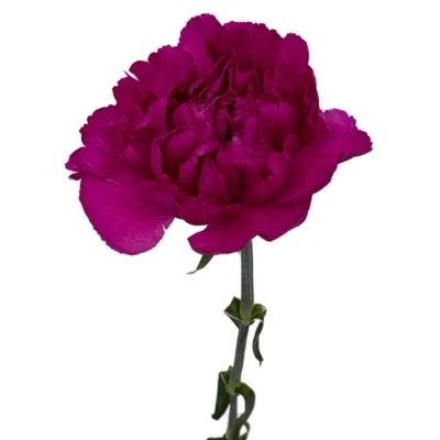 Karafiát ST TIEPOLO FUCSIA