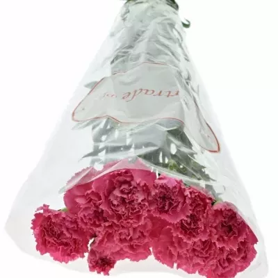 Karafiát ST TONIC GOLEM 65cm