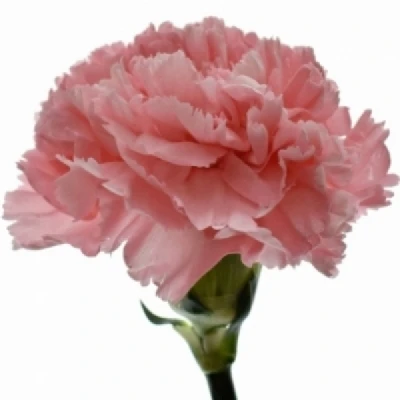 Karafiát ST TRUE LOVE 60 cm