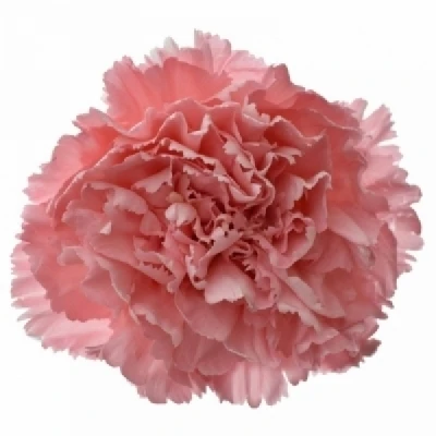 Karafiát ST TRUE LOVE