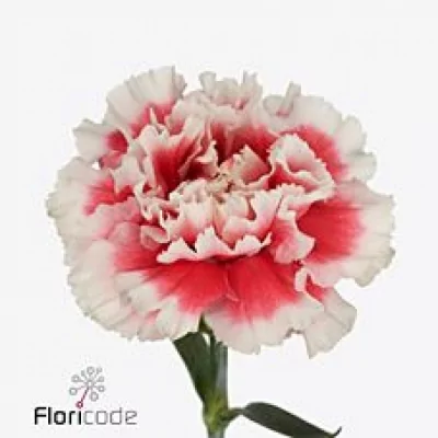 Karafiát ST VESTEA 60cm