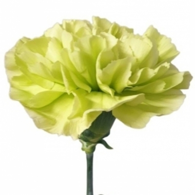 Karafiát ST WASABI 55 cm