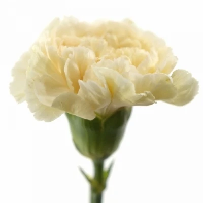 Karafiát ST WEDDING 70 cm