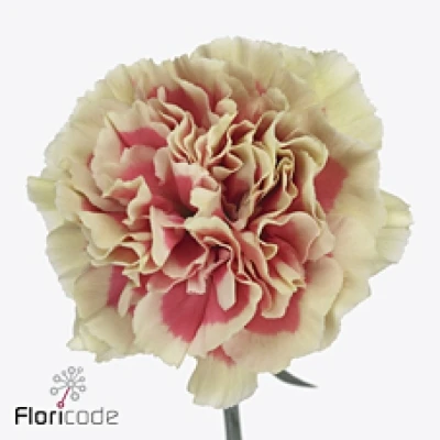 Karafiát ST WOW+ 70 cm