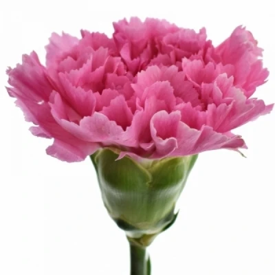 Karafiát ST YUKARI CERISE 50cm