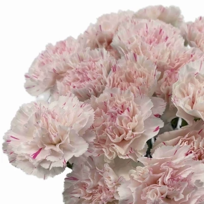 Karafiát ST YUKARI CHERRY