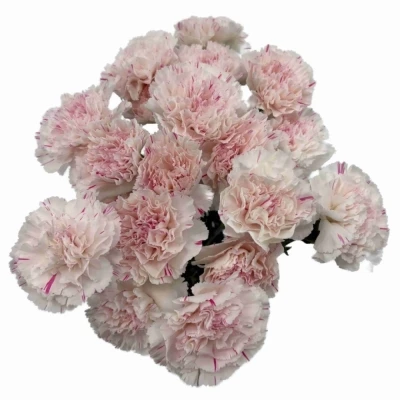 Karafiát ST YUKARI CHERRY