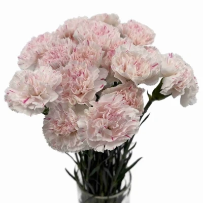 Karafiát ST YUKARI CHERRY