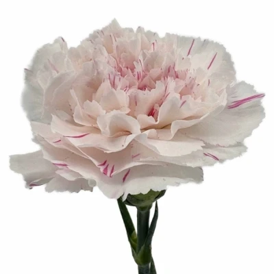 Karafiát ST YUKARI CHERRY 60cm