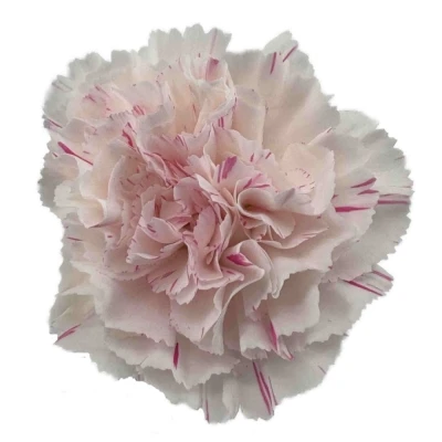 Karafiát ST YUKARI CHERRY