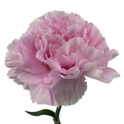 Karafiát ST YUKARI DRESS CHERRY 60 cm