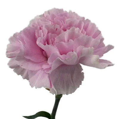 Karafiát ST YUKARI DRESS CHERRY