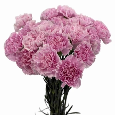 Karafiát ST YUKARI DRESS CHERRY