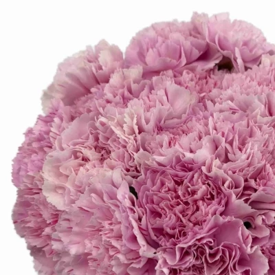 Karafiát ST YUKARI DRESS CHERRY