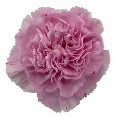 Karafiát ST YUKARI DRESS CHERRY