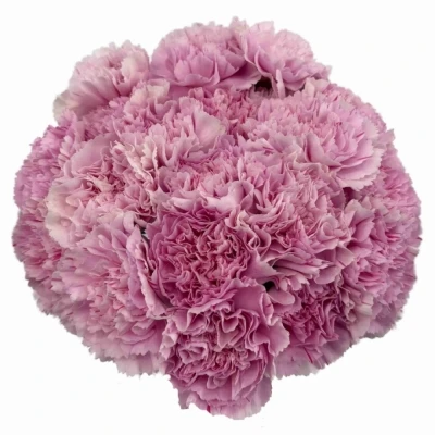 Karafiát ST YUKARI DRESS CHERRY