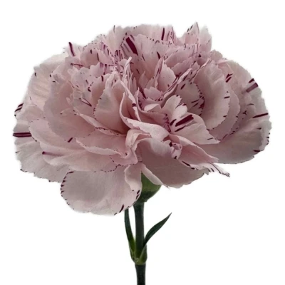 Karafiát ST YUKARI 60 cm