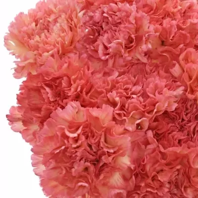 Karafiát ST ZANZIBAR