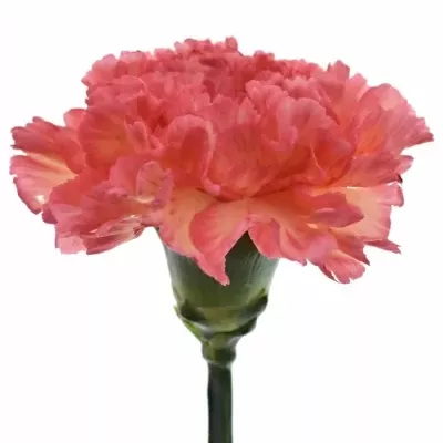 Karafiát ST ZANZIBAR 65cm