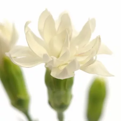 Karafiát STAR SNOW TESSINO 55cm/4+