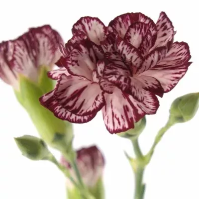 Karafiát TR AITANA 50cm/4+