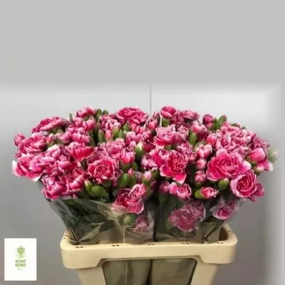 Karafiát TR AMBITION 55cm/4+