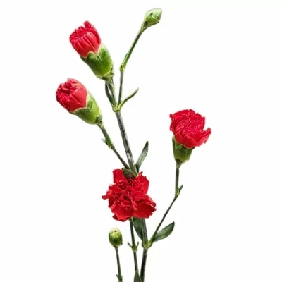 Karafiát TR ARAGON 60cm/4+