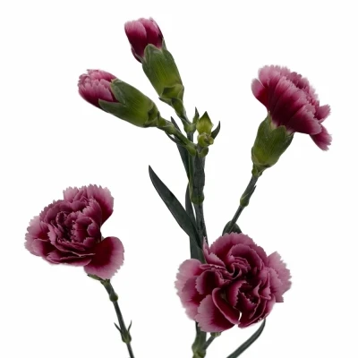 Karafiát TR AURA+ 50 cm / 4+