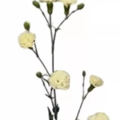 Karafiát TR BAGATEL 65cm/7+