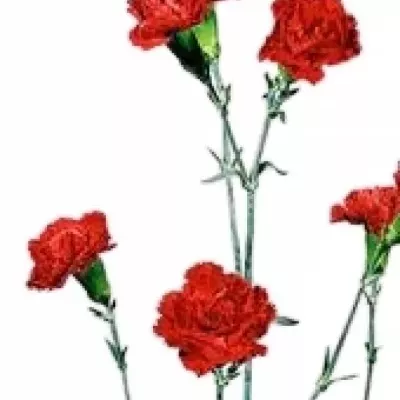 Karafiát TR BARBARA RED 60cm/6+