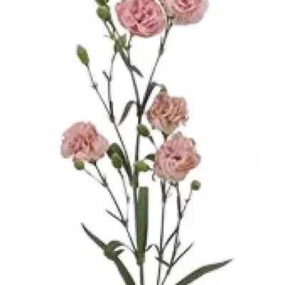 Karafiát TR BEDDIK 60cm/7+