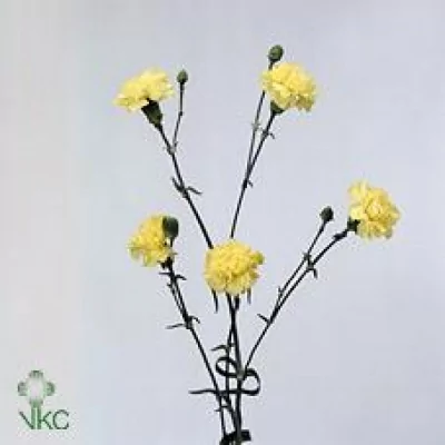 Karafiát TR CANDELA 60cm/4+