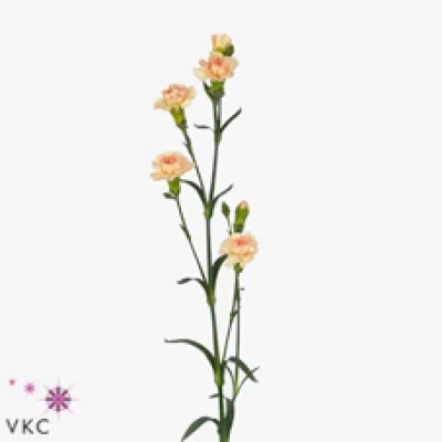 Karafiát TR CAROSELLO 65cm/4+