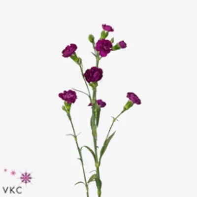 Karafiát TR CASTRO 60cm/4+