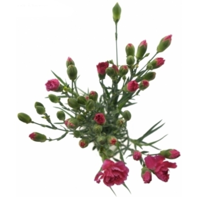 Karafiát TR CHERRY BLOSSOM