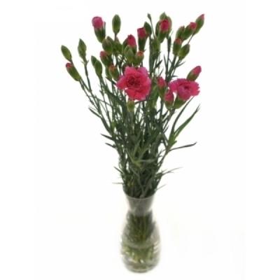 Karafiát TR CHERRY BLOSSOM