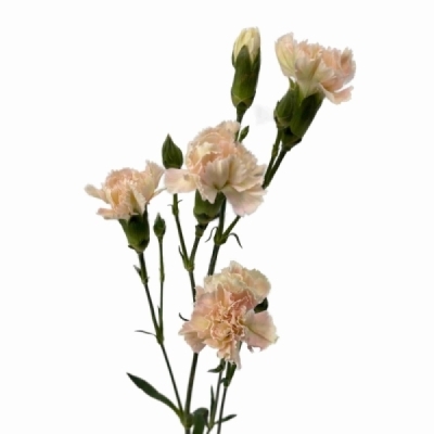 Karafiát TR CINNAMON