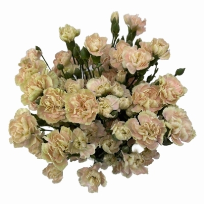 Karafiát TR CINNAMON