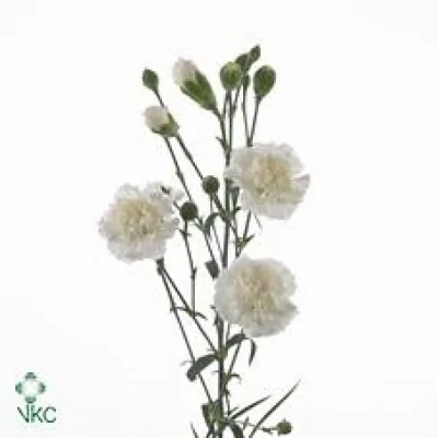 Karafiát TR COCONUT 60cm/4+