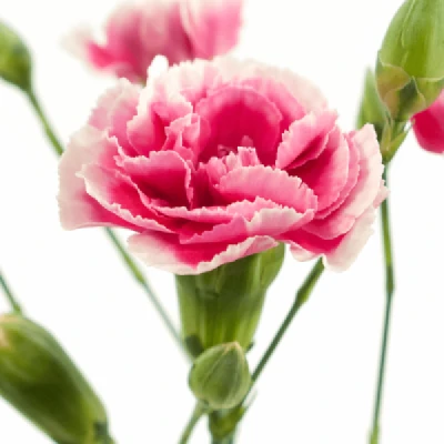 Karafiát TR COSMOCHERRY 60 cm / 4+