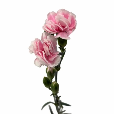 Karafiát TR COSMOPINK 50 cm / 4+