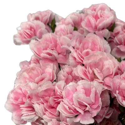 Karafiát TR COSMOPINK