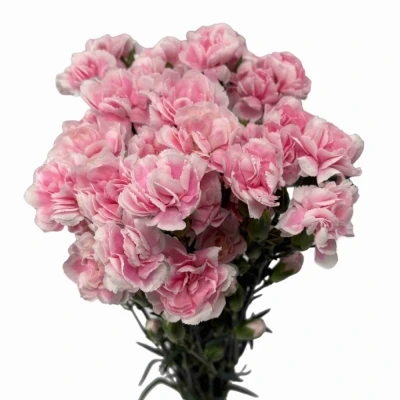 Karafiát TR COSMOPINK