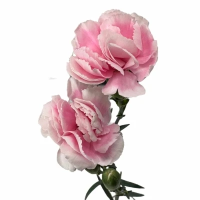 Karafiát TR COSMOPINK