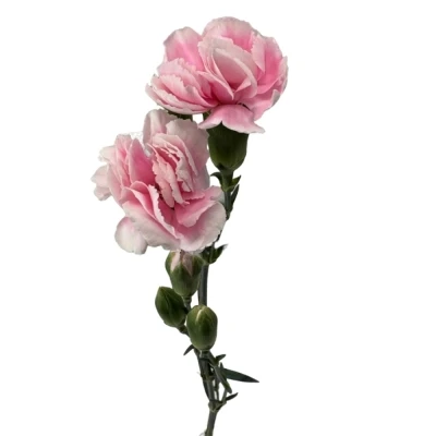 Karafiát TR COSMOPINK