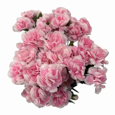 Karafiát TR COSMOPINK