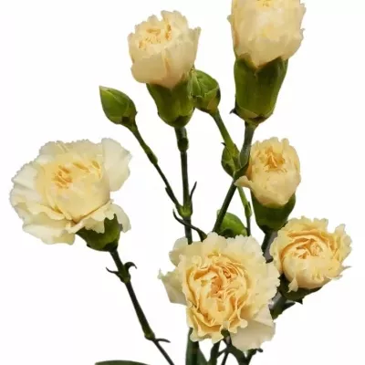 Karafiát TR CREME INTERMEZZO 60cm/4+